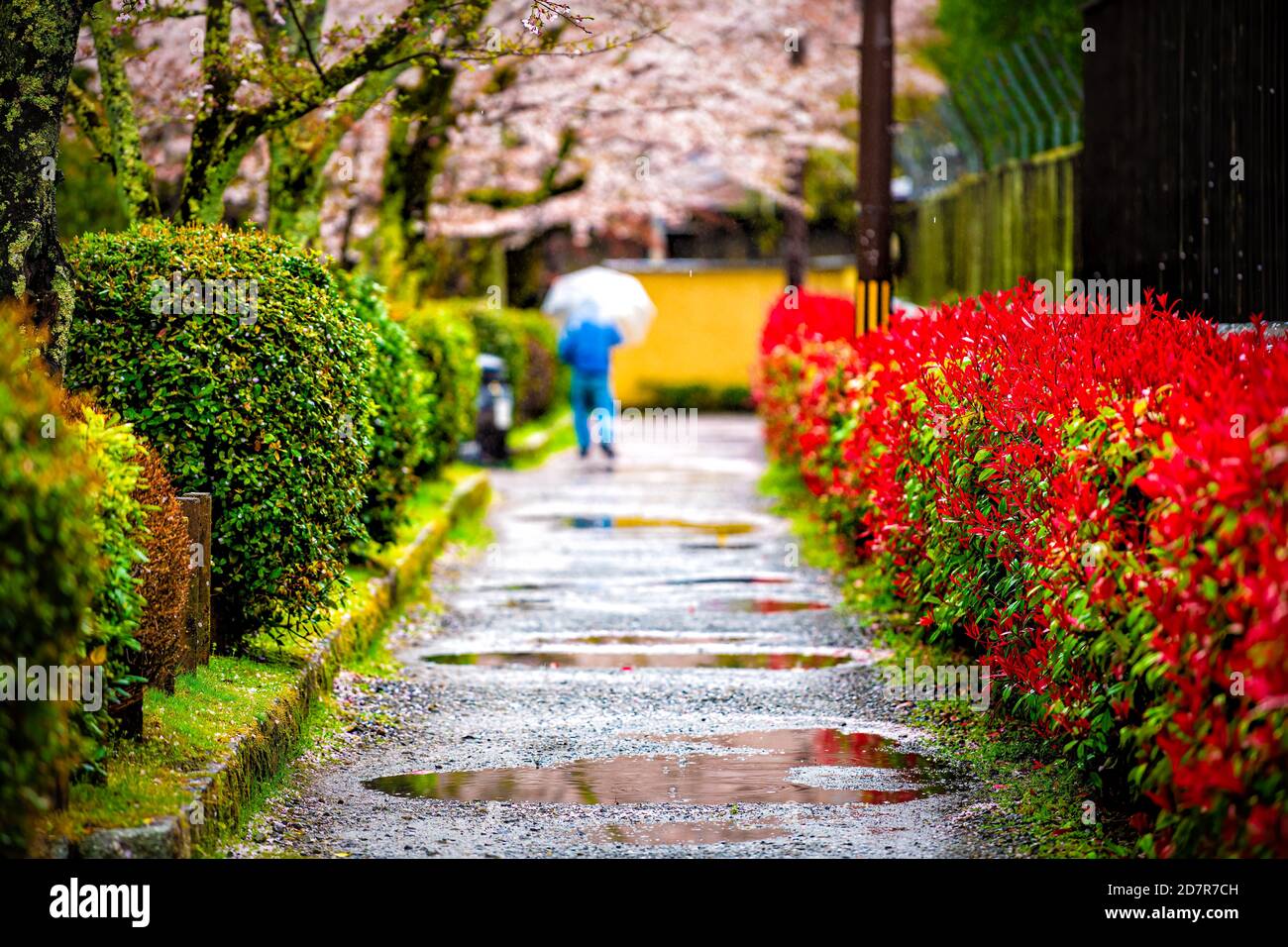Kyoto, Japan regen Pfützen Kirschblüten Sakura Blumen Bäume im Frühjahr mit Menschen auf der Straße in der Nähe Philosopher's Walk Garten Park zu Fuß Stockfoto