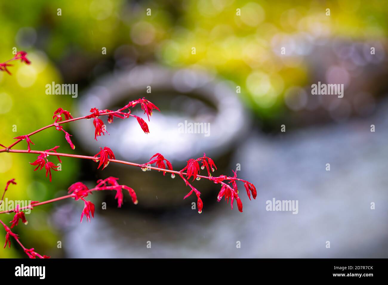 Eikando Tempelsteingarten in Kyoto, Japan mit gelbem Moos und Vordergrund von rotem Laub Ahornbaum Blätter Zweig durch Fluss und regen Wassertropfen Stockfoto