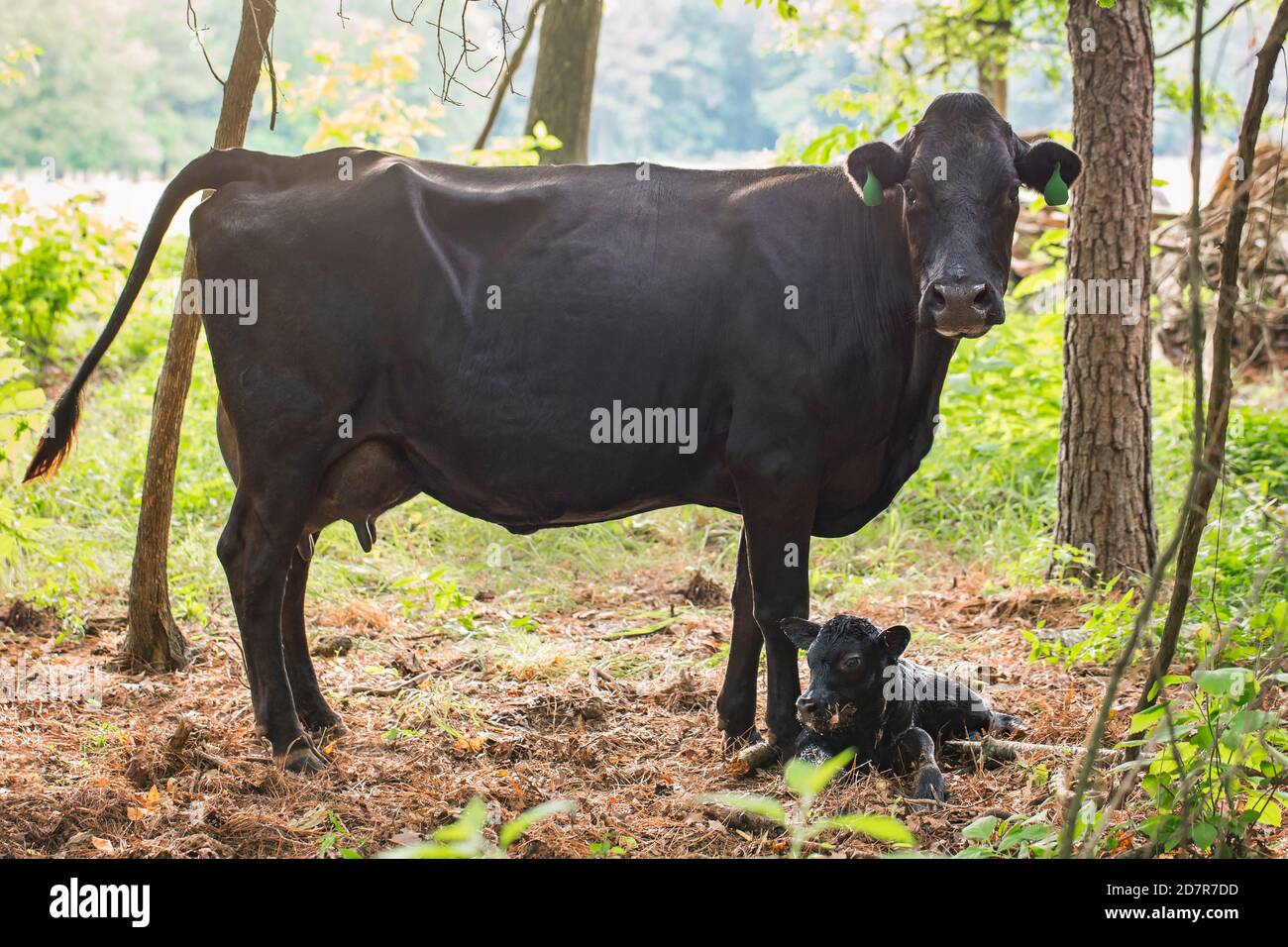 Black Angus neugeborenes Kalb und Kuh Stockfoto