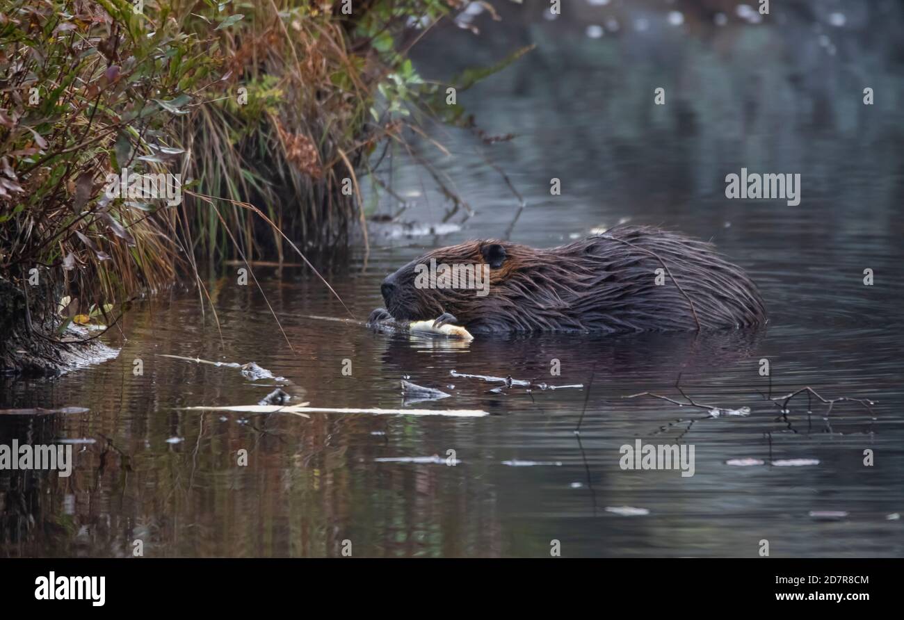 Ein kanadischer Biber (Rizin) nagt an einem Stock in einem Nebliger Teich Stockfoto