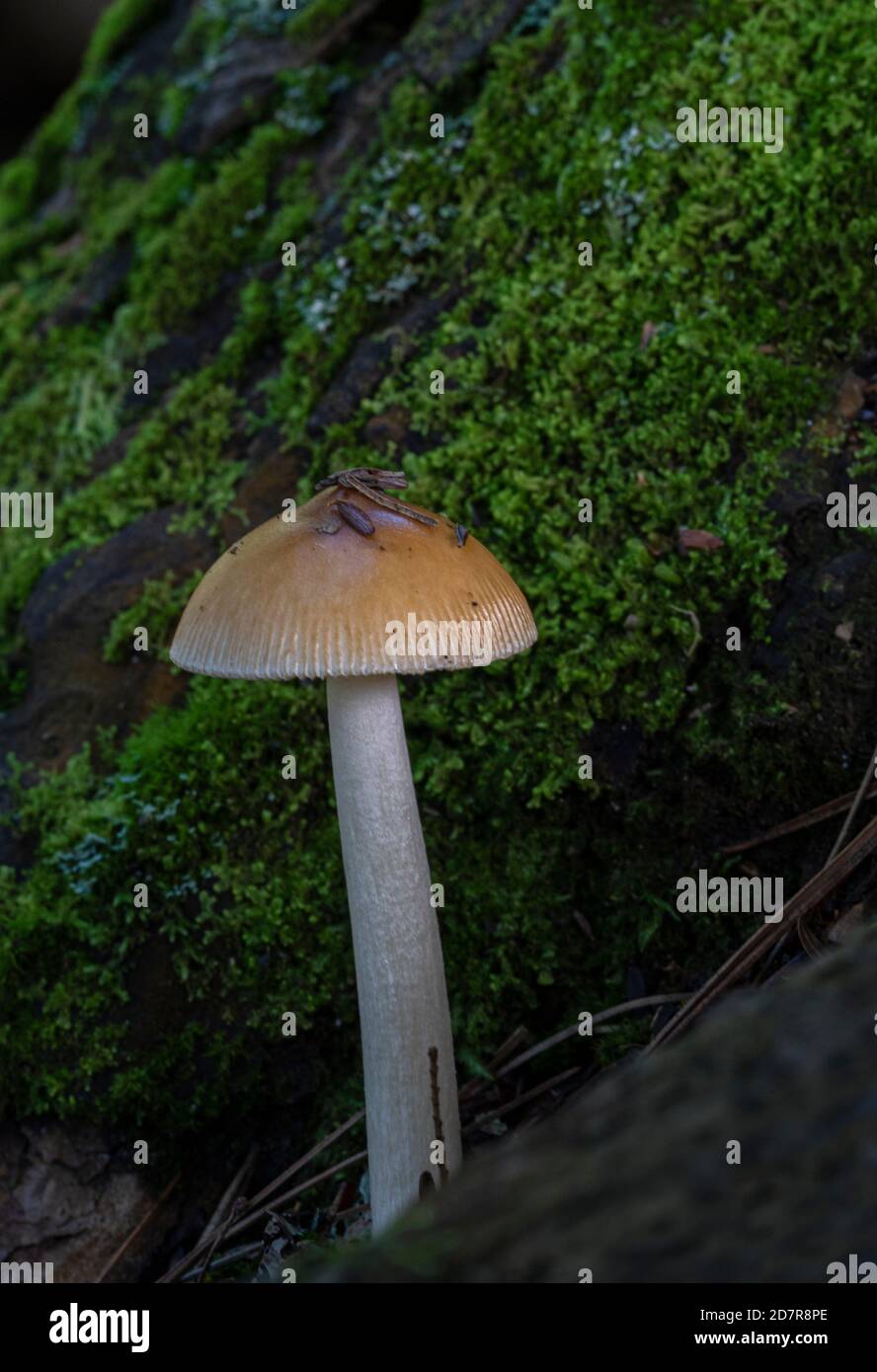 Ein einzelner Amanita sp. Pilz mit moosigen Hintergrund Stockfoto