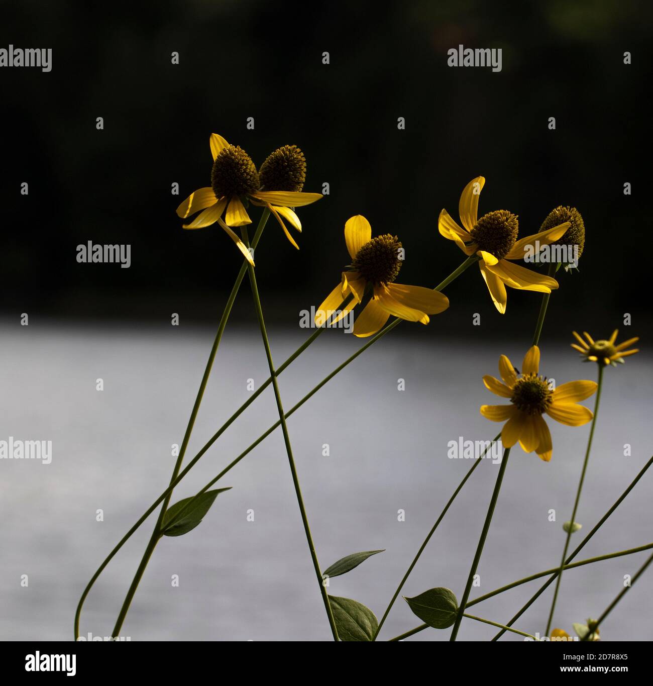 Mehrere sonnenbeschienene Black-Eyed Susans mit unscharfem Hintergrund Stockfoto