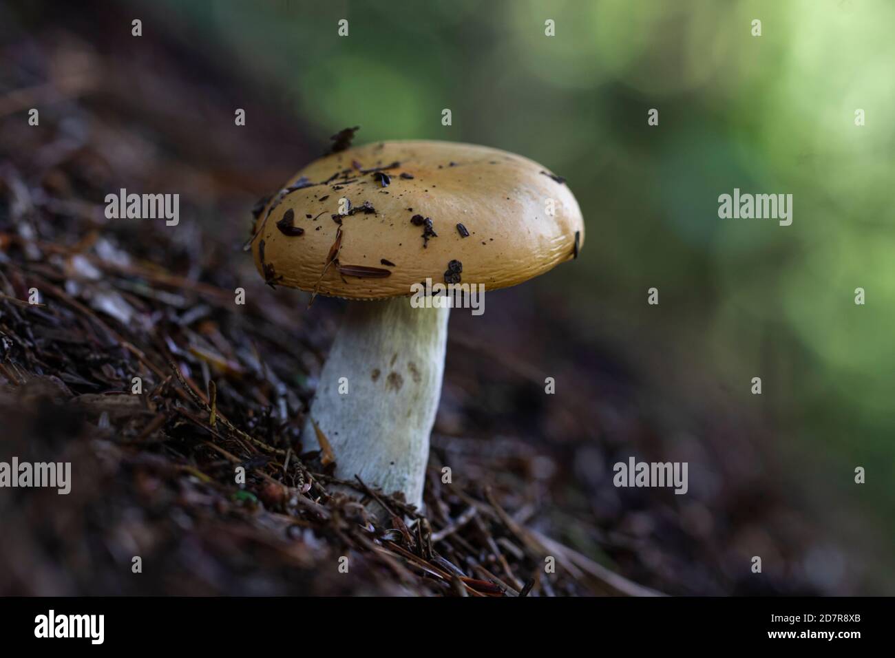 Ein Makro eines Russula compacta Pilzes in einem Wald Im Herbst Stockfoto
