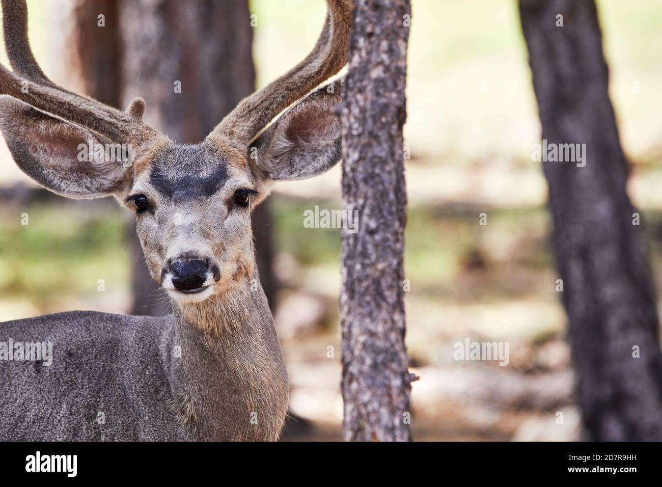 Das junge Rentier schaut in einem Wildpark auf die Kamera Stockfoto