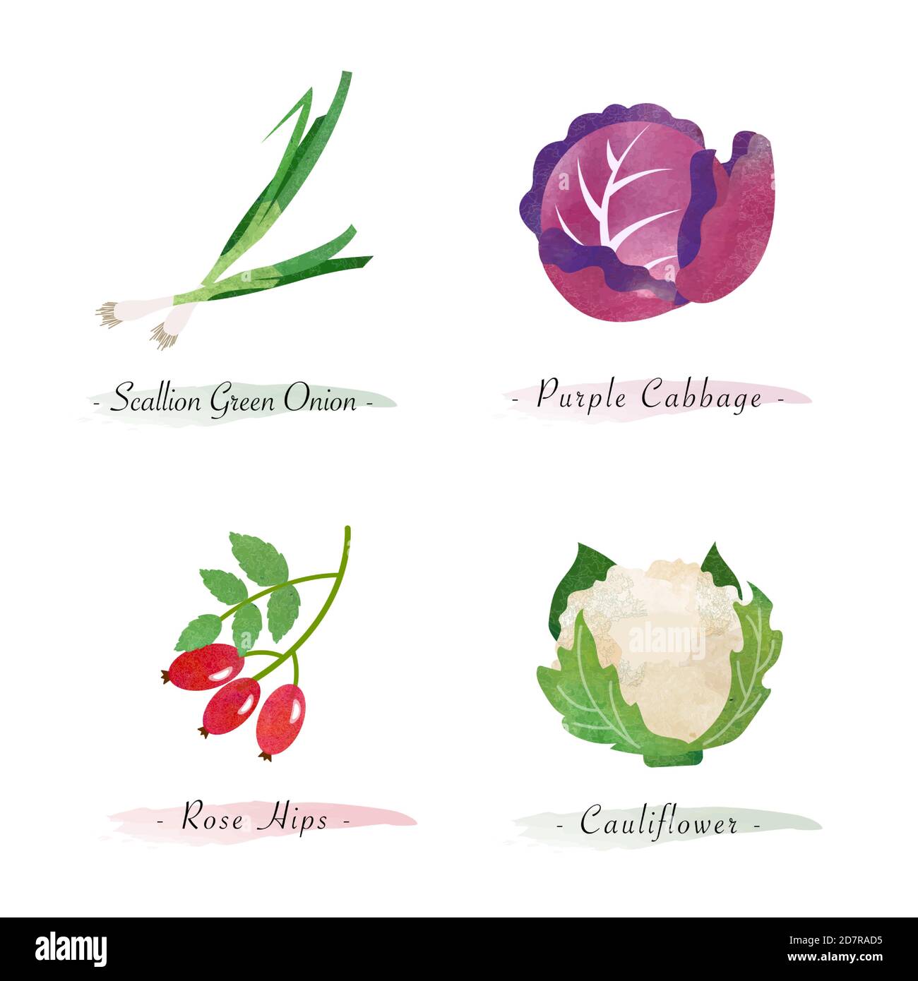 Aquarell gesunde Natur Bio-Pflanze pflanzliche Nahrung Zutat Frühlingszwiebel grün Zwiebel lila Kohl Rose Hagebutten Blumenkohl Stock Vektor