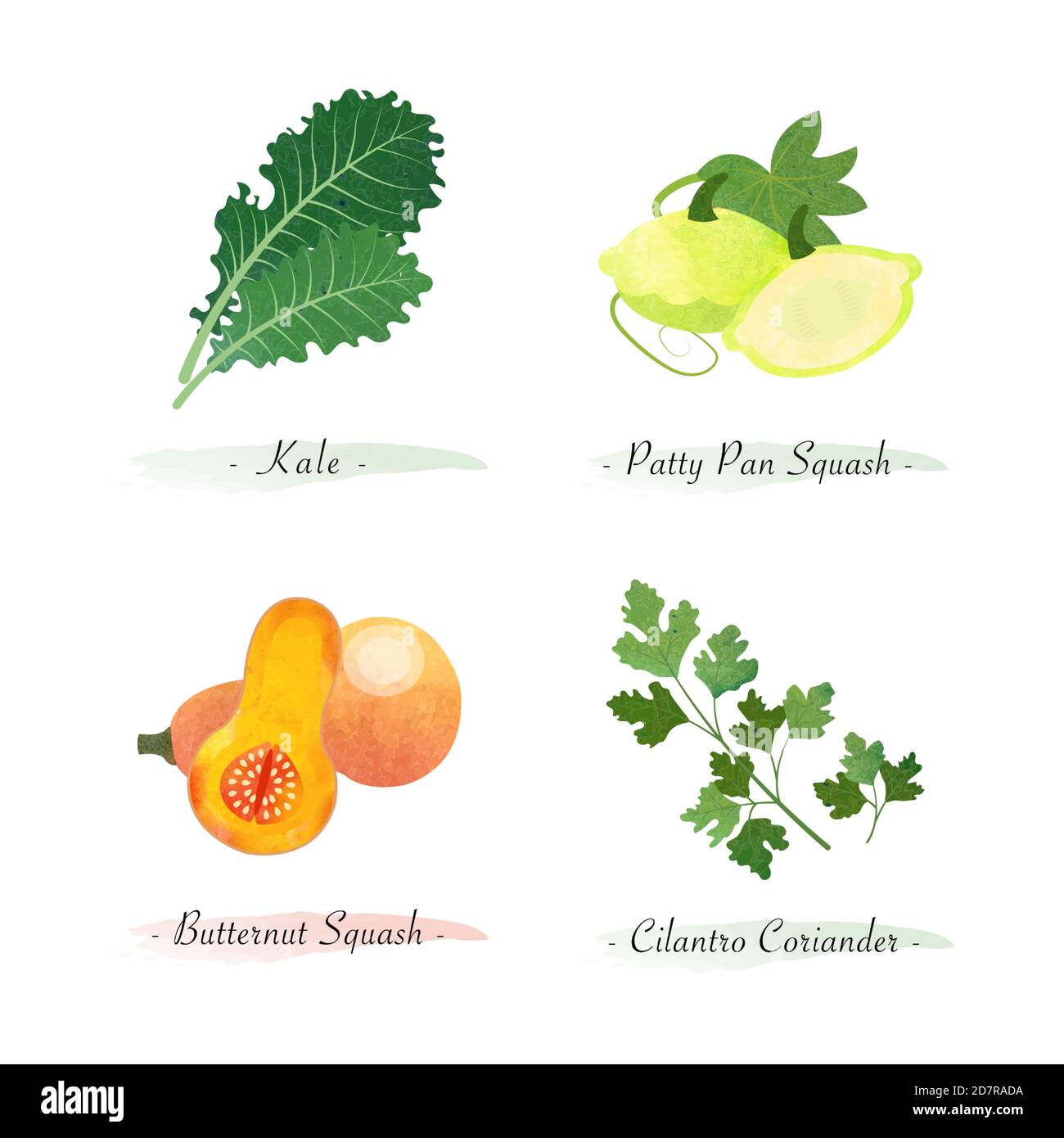 Aquarell gesunde Natur Bio-Pflanze Gemüse Lebensmittel Zutat Grünkohl Patty Pan Squash Butternut Squash Koriander Koriander Stock Vektor