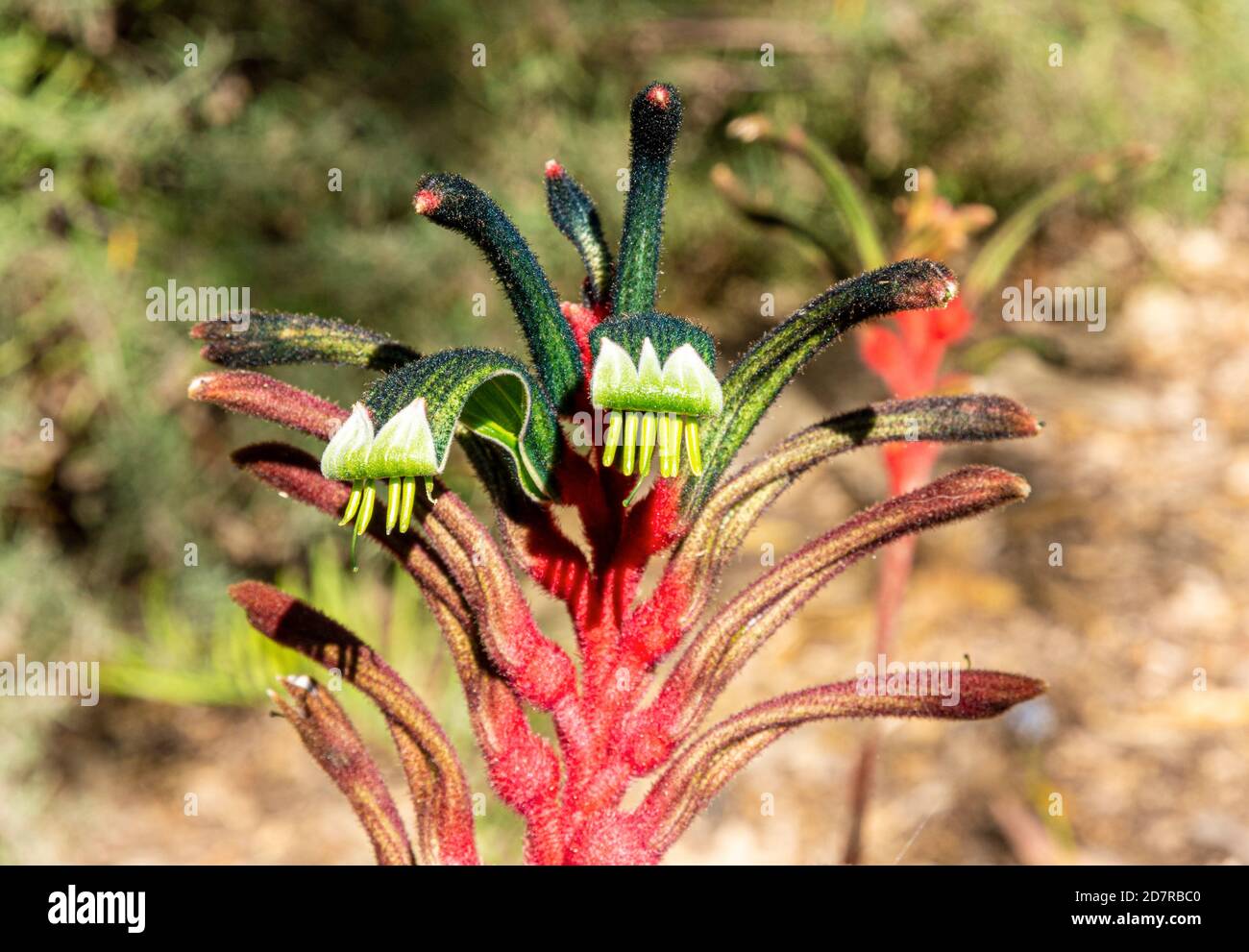 Rote und grüne Kangaroo Paw in Kings Park, Perth, Western Australia, Australien Stockfoto