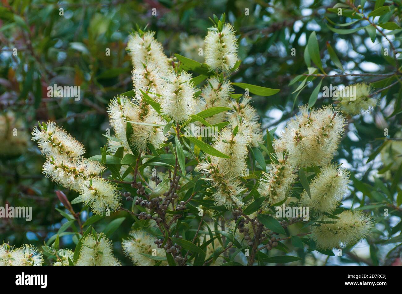 Armband Honig Myrte, Melaleuca armillaris, ein immergrüner australischer Eingeborener, in Blume, Melbourne, Australien Stockfoto