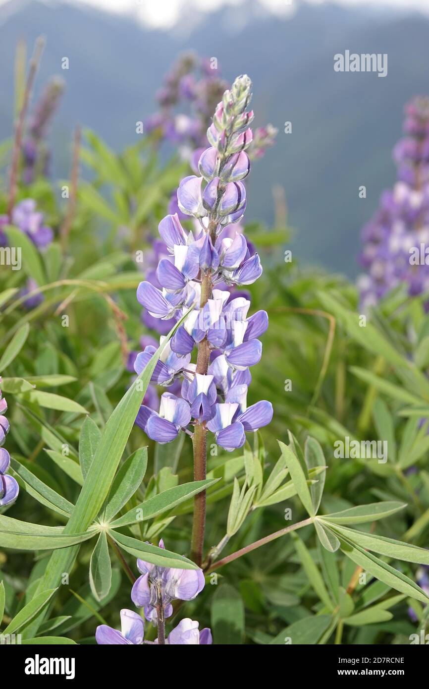 Laublupine (Lupinus latifolius) im Olympic National Park, WA, USA Stockfoto