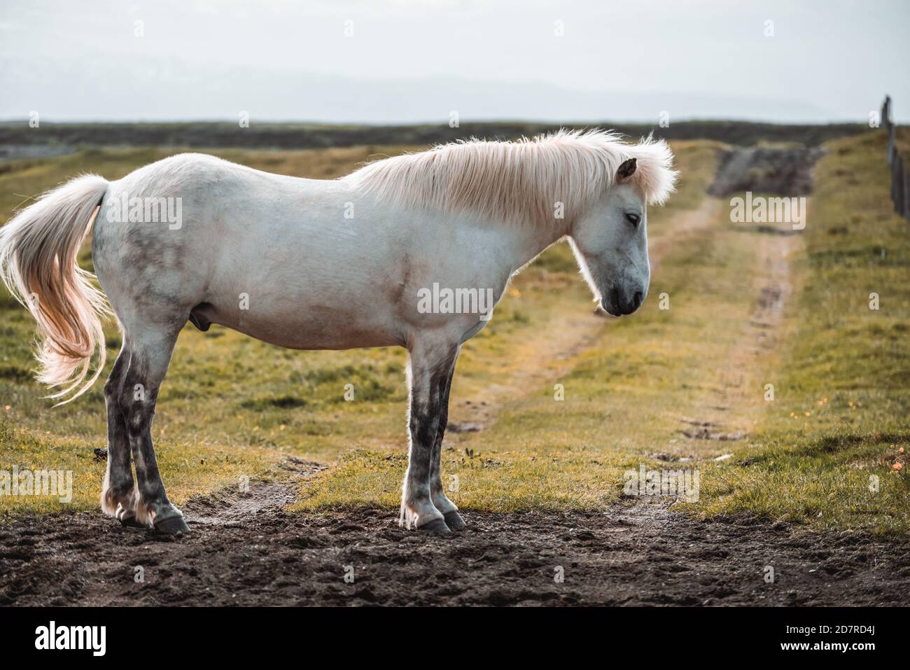 Islandpferd im Bereich der malerischen Natur Landschaft von Island. Das Islandpferd ist eine Rasse des Pferdes vor Ort in Island entwickelt als Isländische Stockfoto