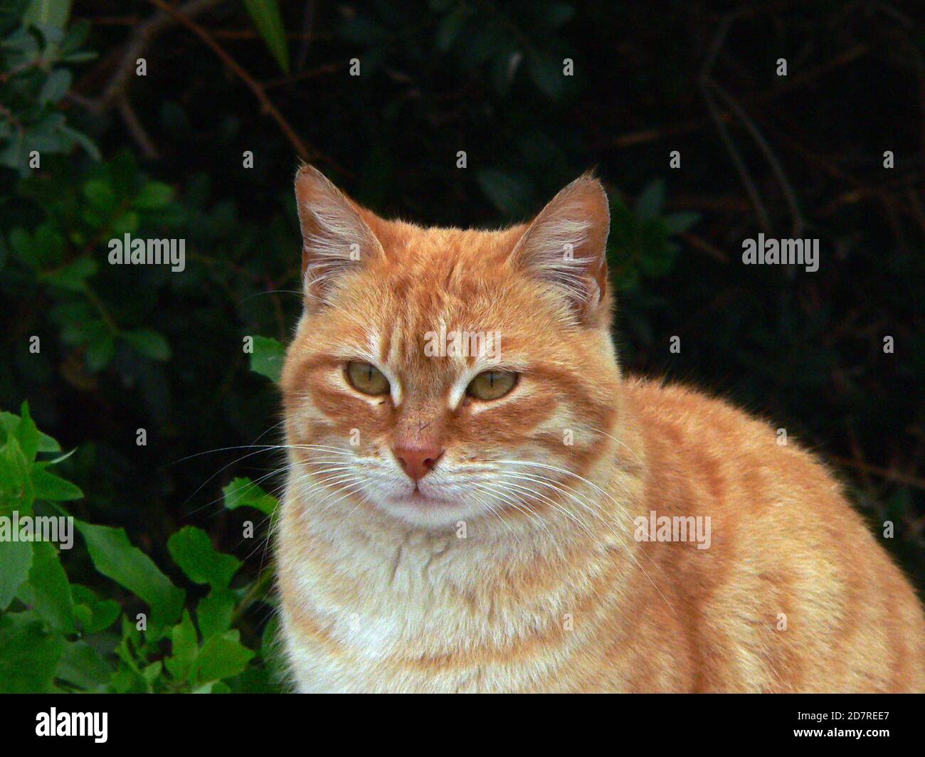 Katze blonde Porträt Stockfoto