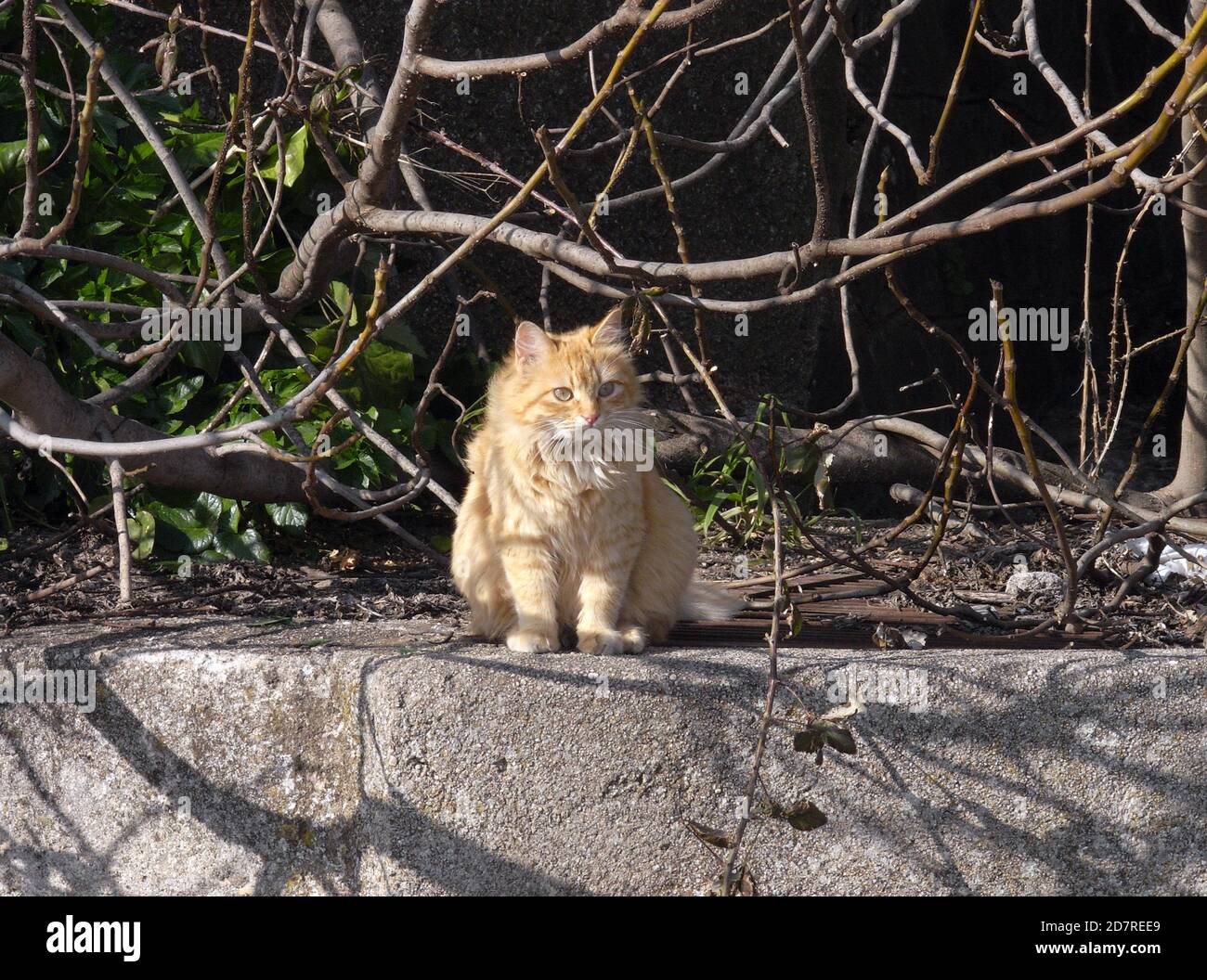 Katze blonde Porträt Stockfoto