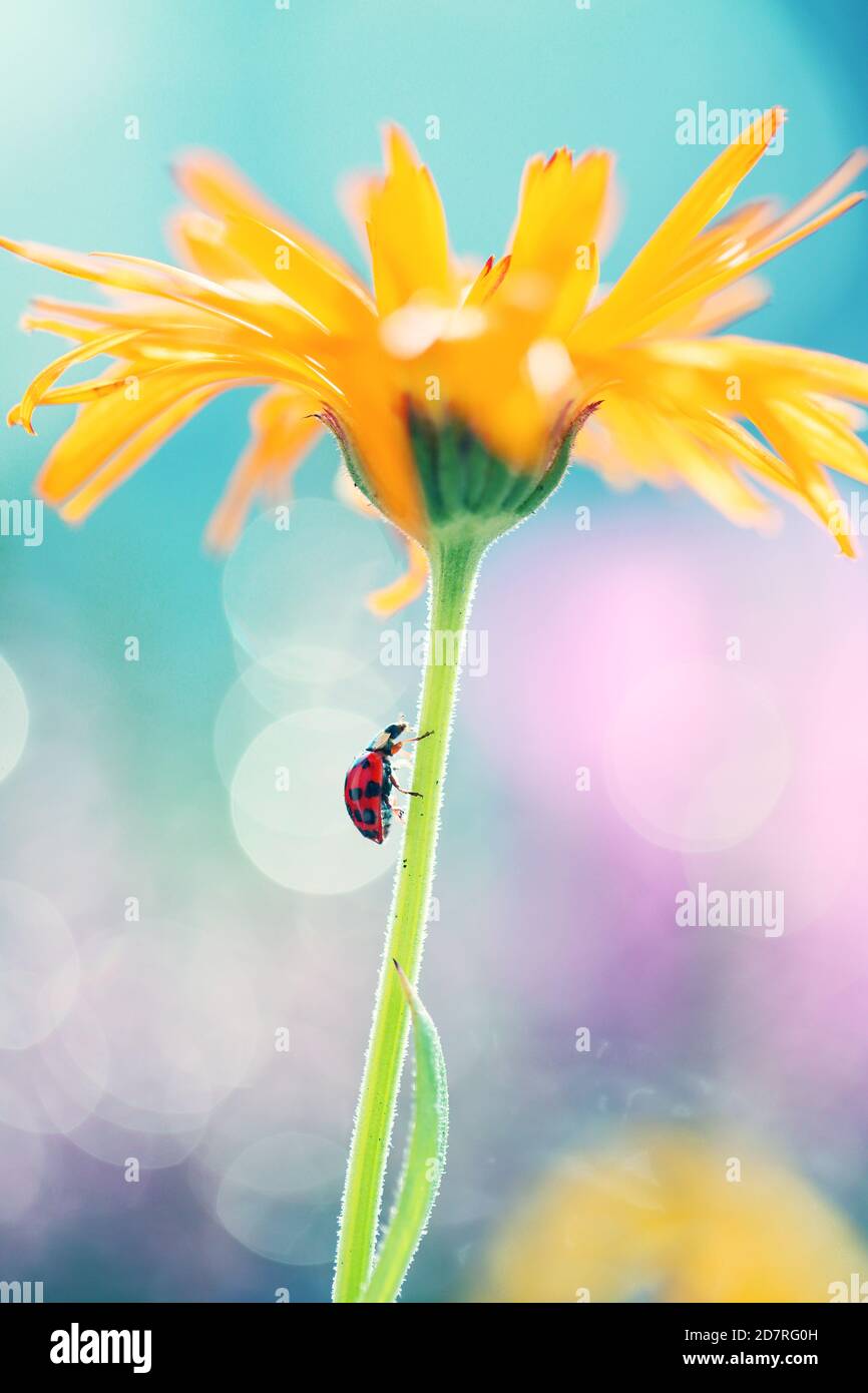 Ein kleiner Marienkäfer läuft durch die Blumen in meinem Garten auf der Suche nach Essen Stockfoto