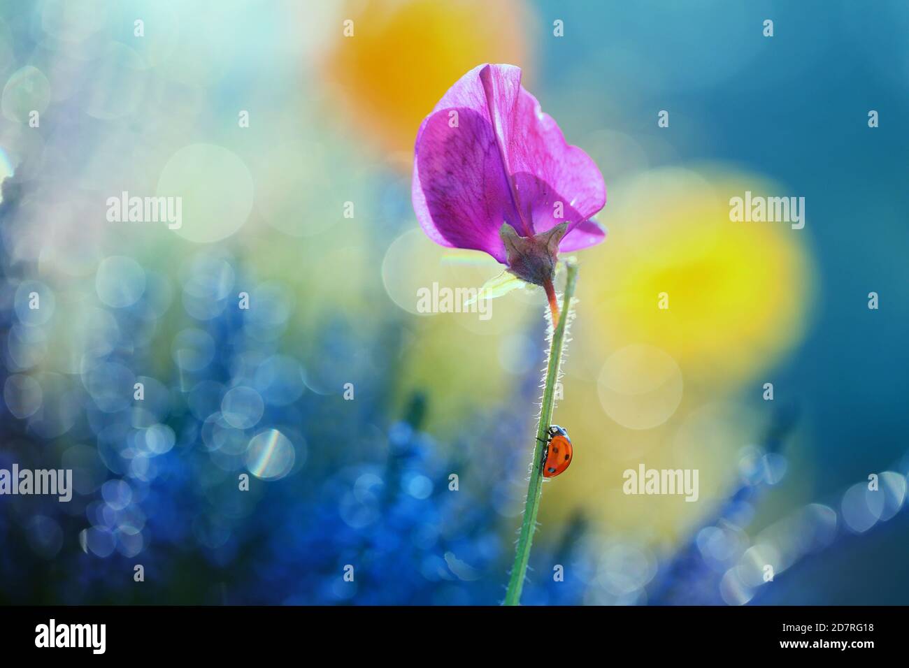 Ein kleiner Marienkäfer läuft durch die Blumen in meinem Garten auf der Suche nach Essen Stockfoto