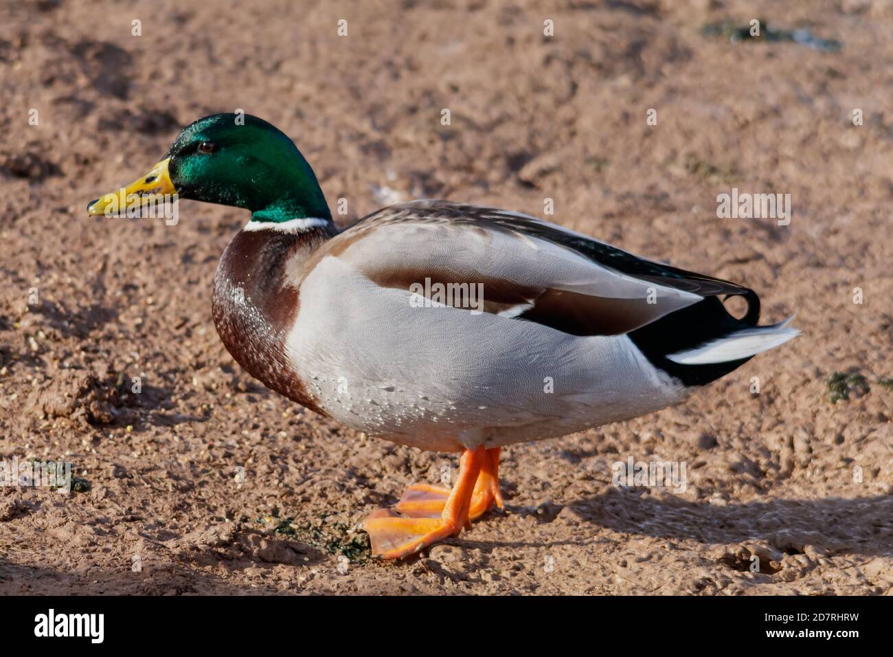 Backwell Lake Naturschutzgebiet Mallard Ente an Land Stockfoto