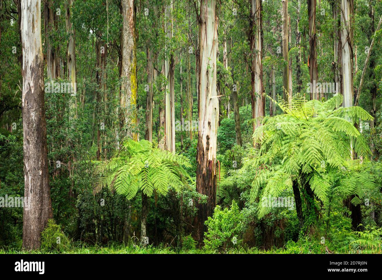 Uralter Aschenwald in den Dandenong Ranges. Stockfoto