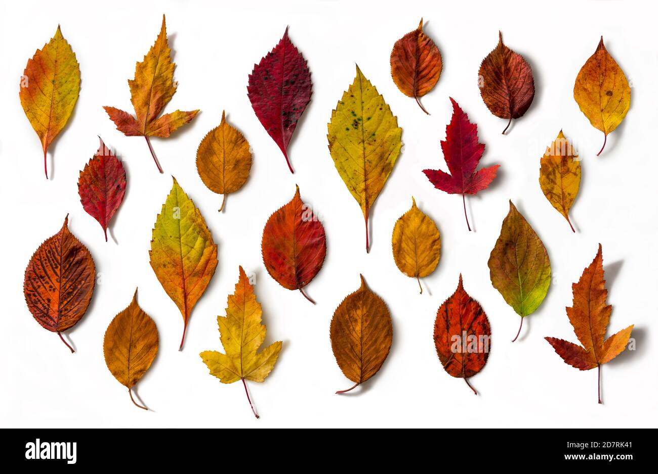 Verschiedene Herbstblätter isoliert Stockfoto