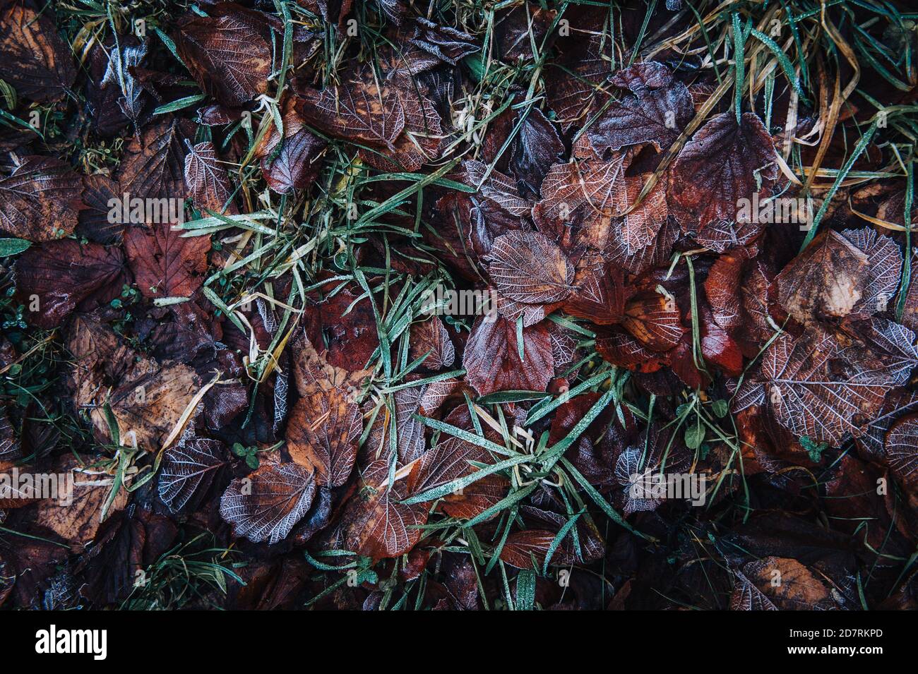 Dunkelrote Herbstblätter auf Grashintergrund, Draufsicht, flach liegend. Herbstfarbkonzept Stockfoto