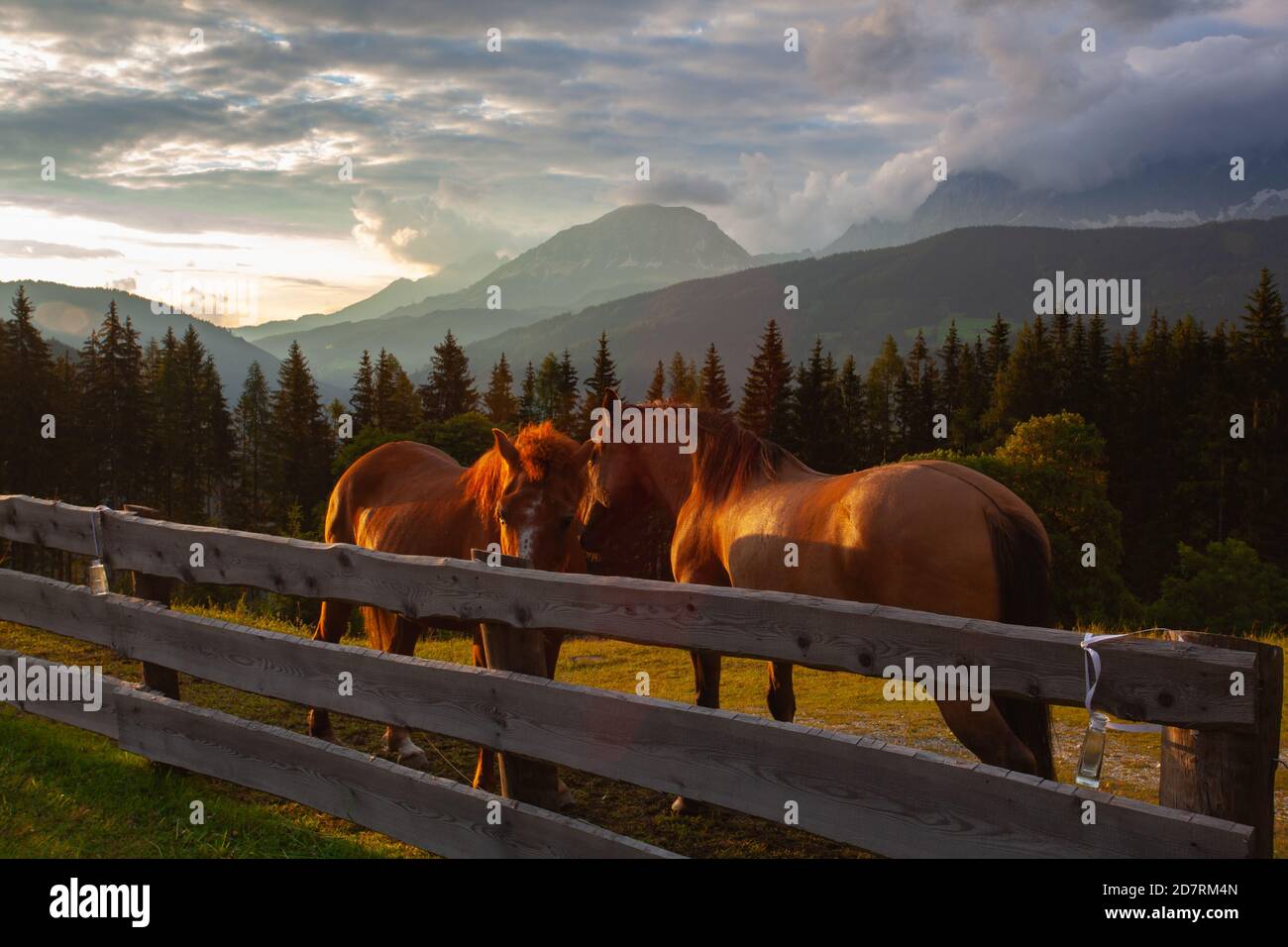 Zwei Pferde und Dachsteinberg und Sommertalblick vom Almwelt Austria Resort. Die Almwelt Austria liegt 7 km von der Stadt Schladming entfernt. Die n Stockfoto