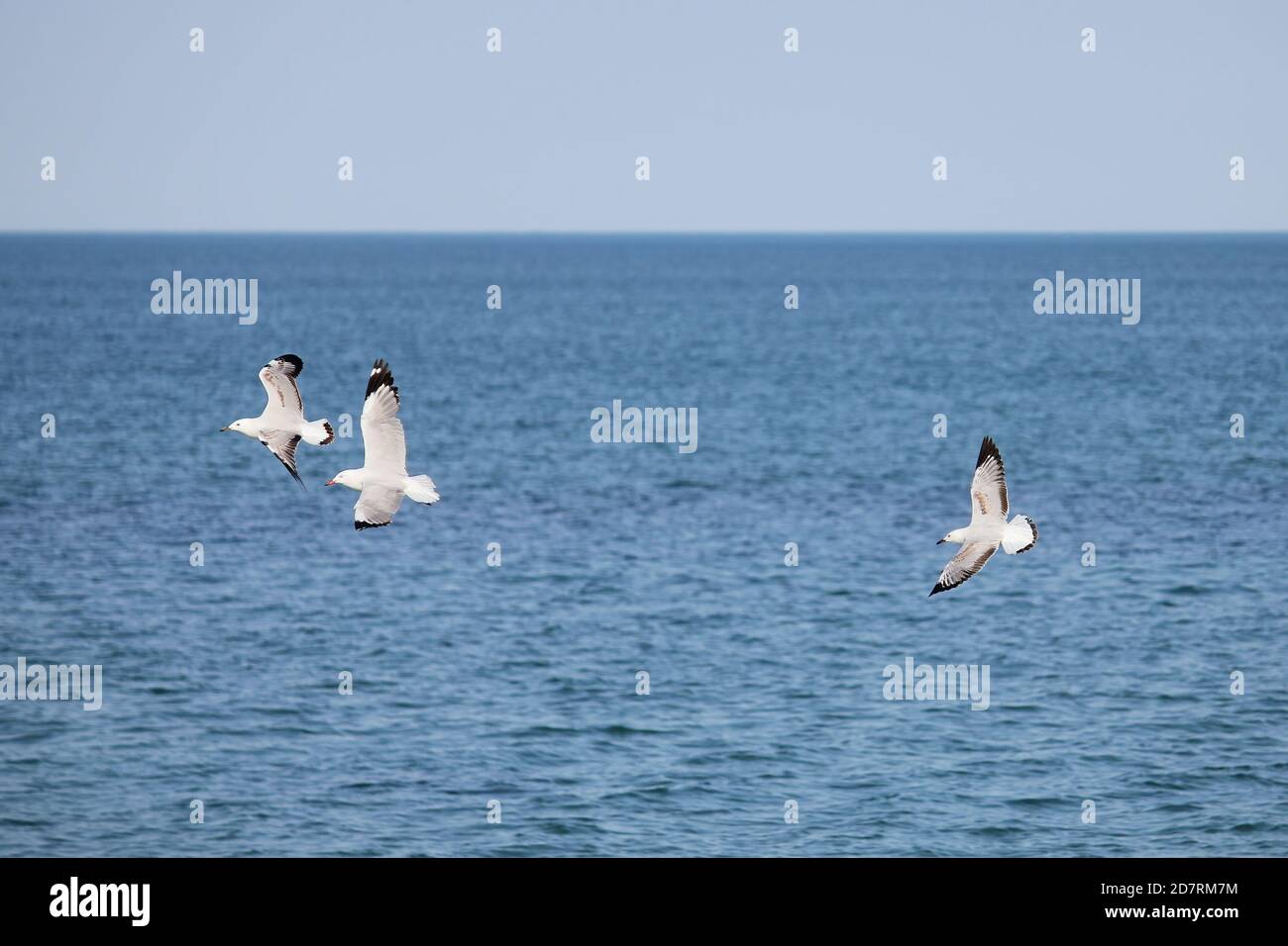 Gruppe von Silbermöwen, die fliegen Stockfoto