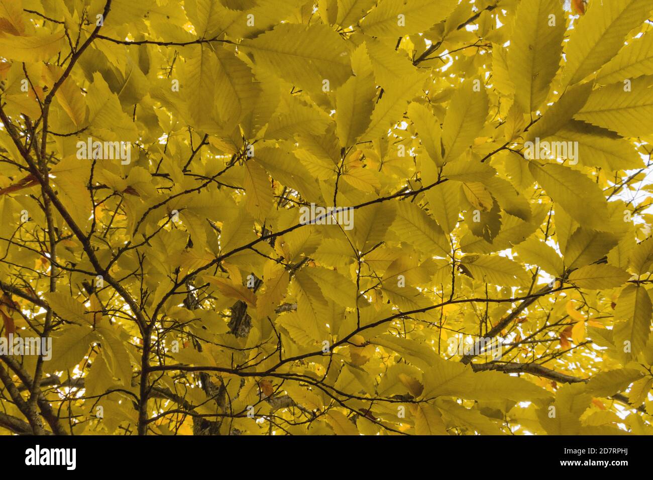 Die gelben Blätter des Baumes im Herbst im Wald, die senkrechte und die untere Ansicht Stockfoto