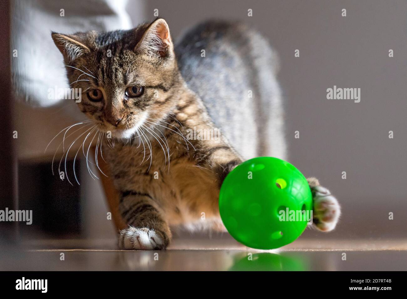 Inländische tabby Katze spielt zu Hause mit Florball Ball Stockfoto