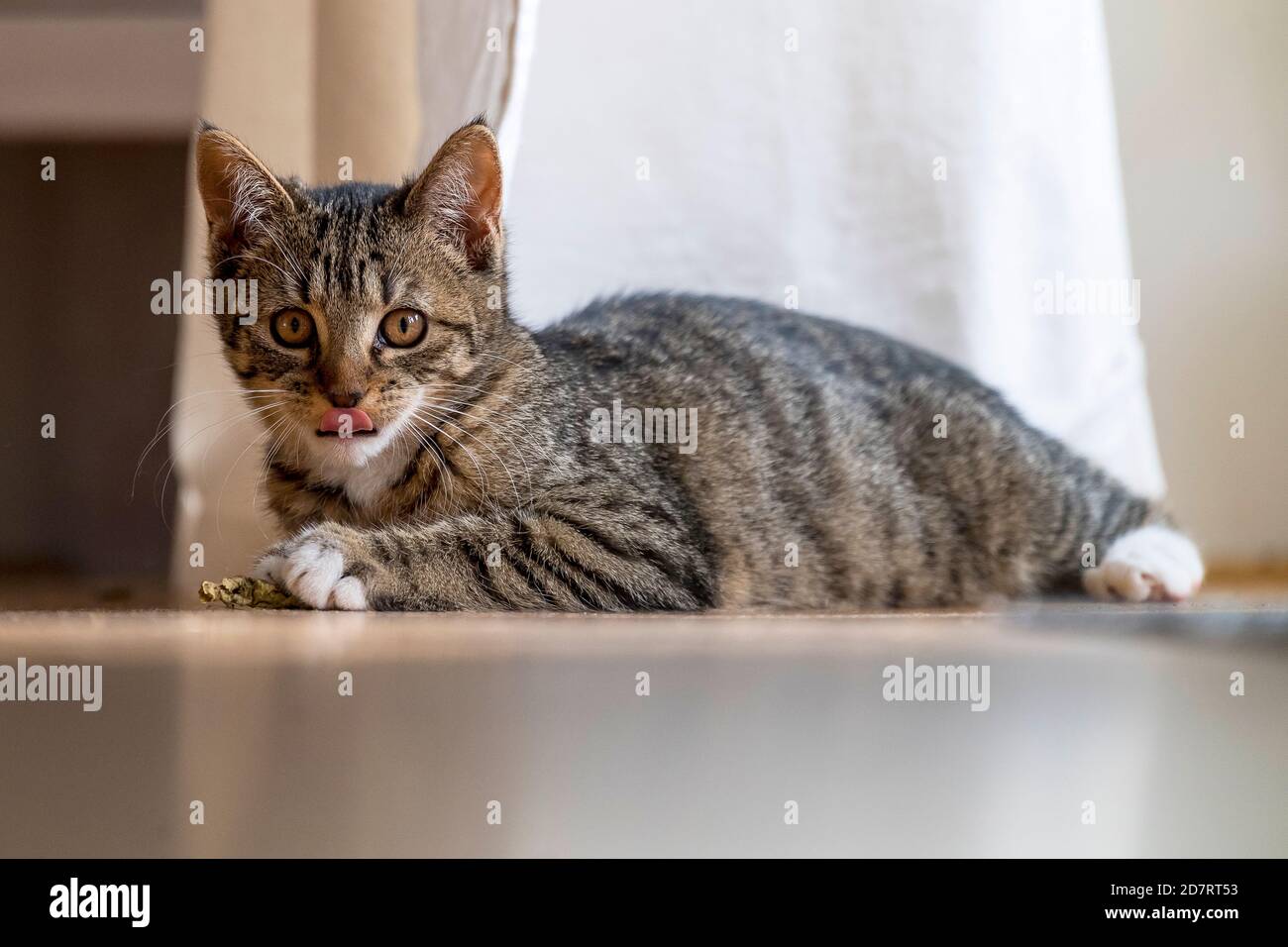 Inländische tabby Katze spielt zu Hause Stockfoto