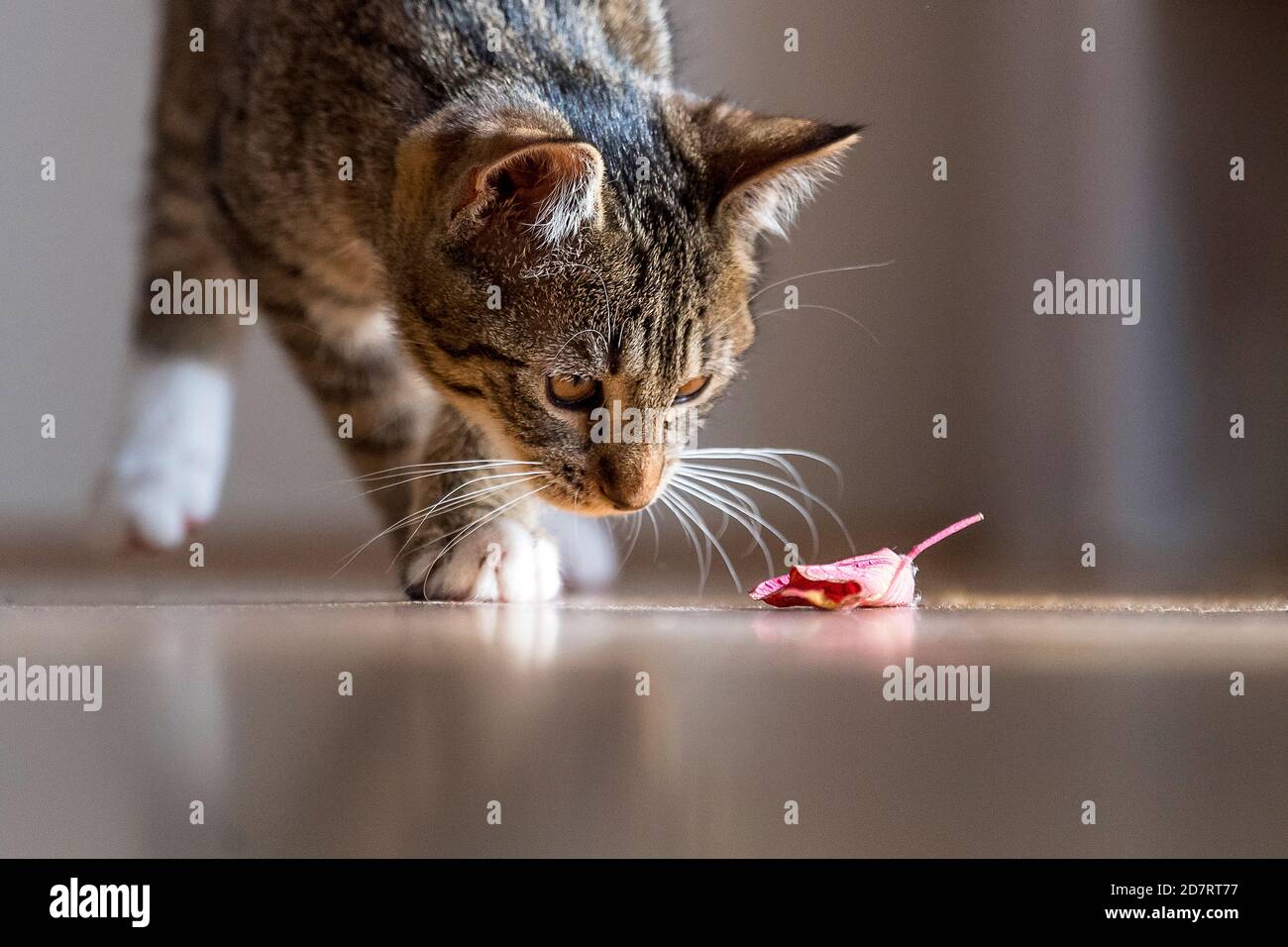Inländische tabby Katze spielt zu Hause Stockfoto
