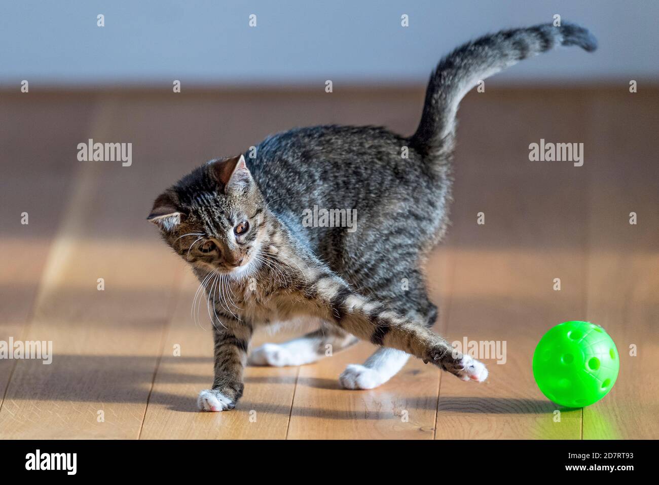 Inländische tabby Katze spielt zu Hause mit Florball Ball Stockfoto