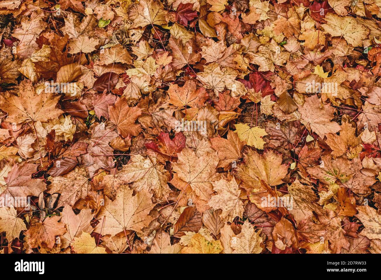 Herbstlaub auf dem Boden. Moderne saisonale Hintergrund, Monat Oktober. Stockfoto