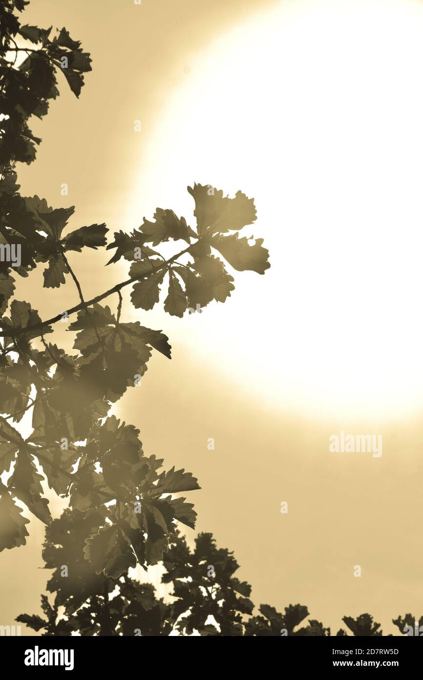 Goldene, herbstliche Eichenblätter auf Baum gegen hellen, gelben Abendhimmel. Sonne scheint durch und um Blätter auf Zweig, wie es untergeht Stockfoto
