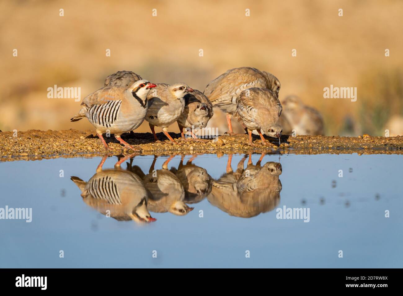 Chukar Partridge oder Chukar (Alectoris chukar) fotografiert in Israel, in der Nähe eines Wasserpools Negev Wüste. Ein paläarktischer Hochland-Gamebird im Fasanenfam Stockfoto