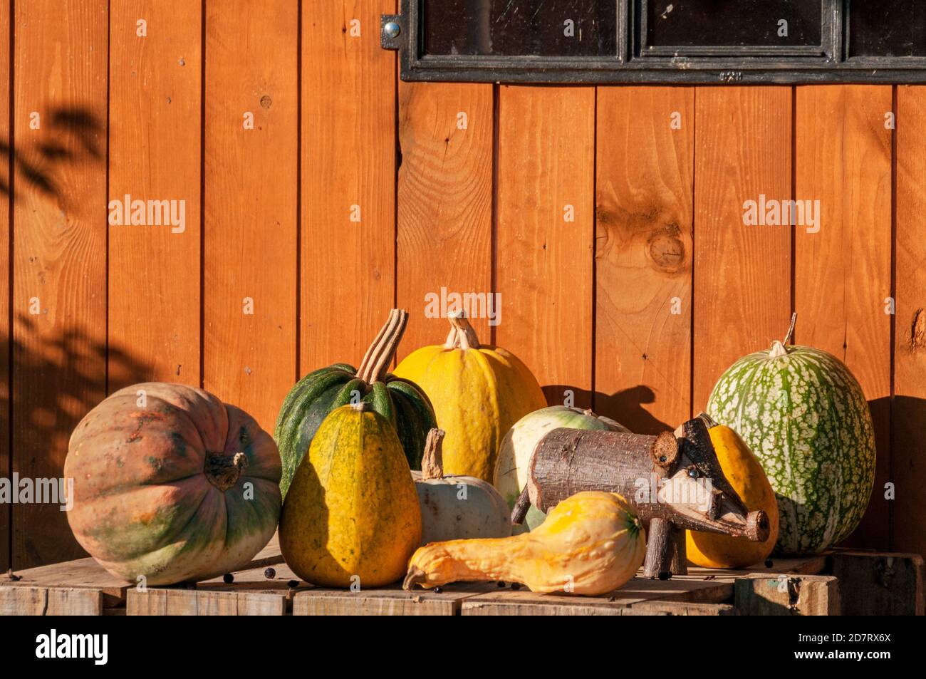 Herbstliche Impressionen aus Schleswig-Holstein im Oktober. Freilichtmuseum Molfsee mit Kürbissen auf einem Bauernmarkt Stockfoto