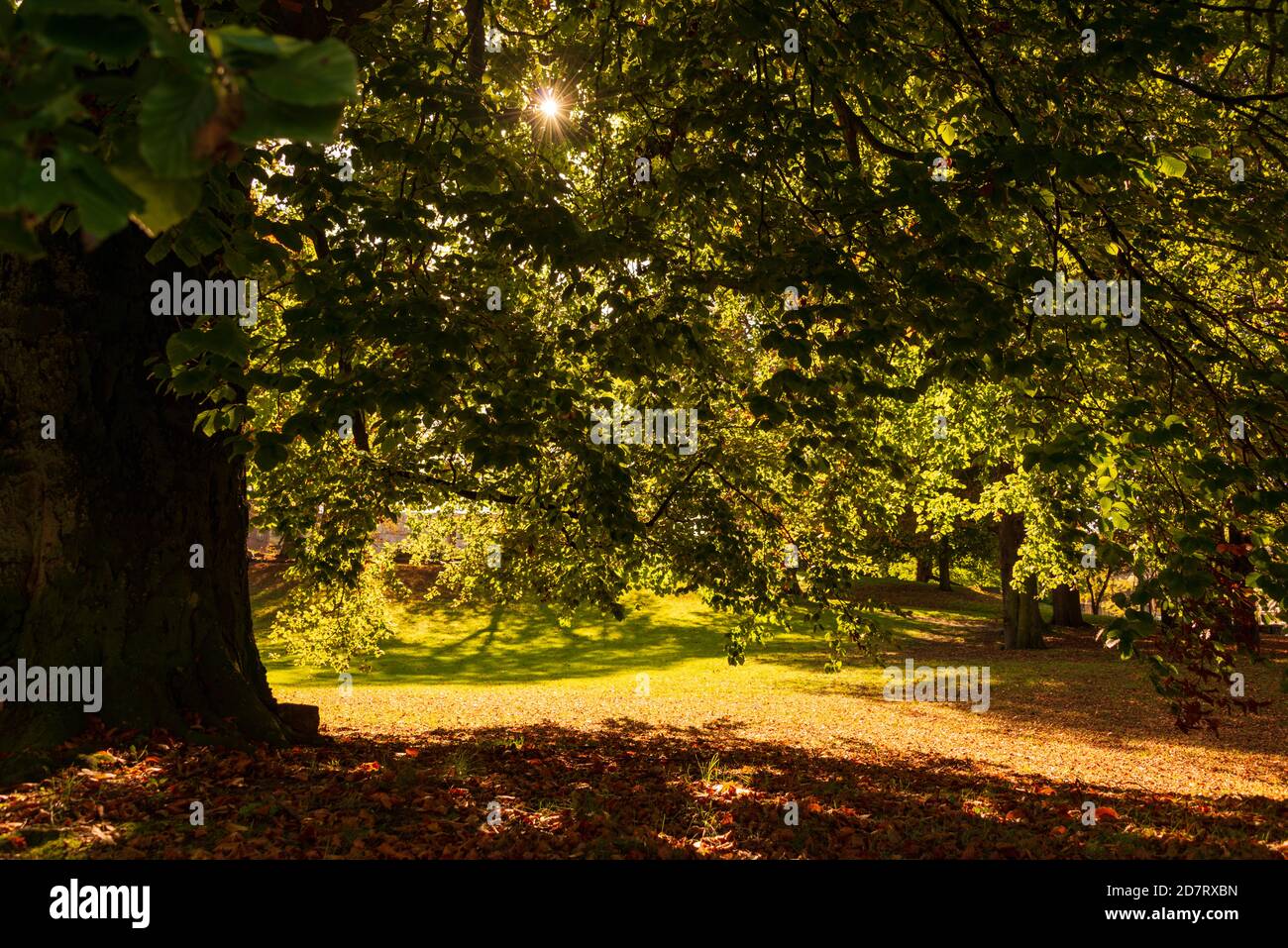 Herbstliche Impressionen aus Schleswig-Holstein im Oktober. Stockfoto