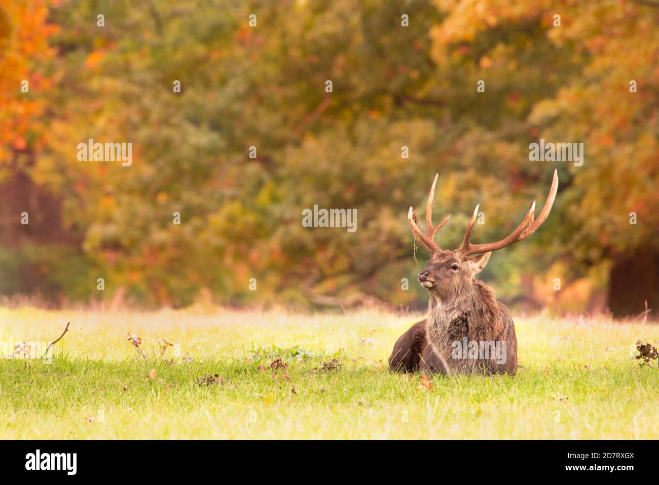 Manchurian Sika Hirsch, Hirsch, liegend in Parklandschaft, Herbst, 2020, Bedfordshire, UK Stockfoto