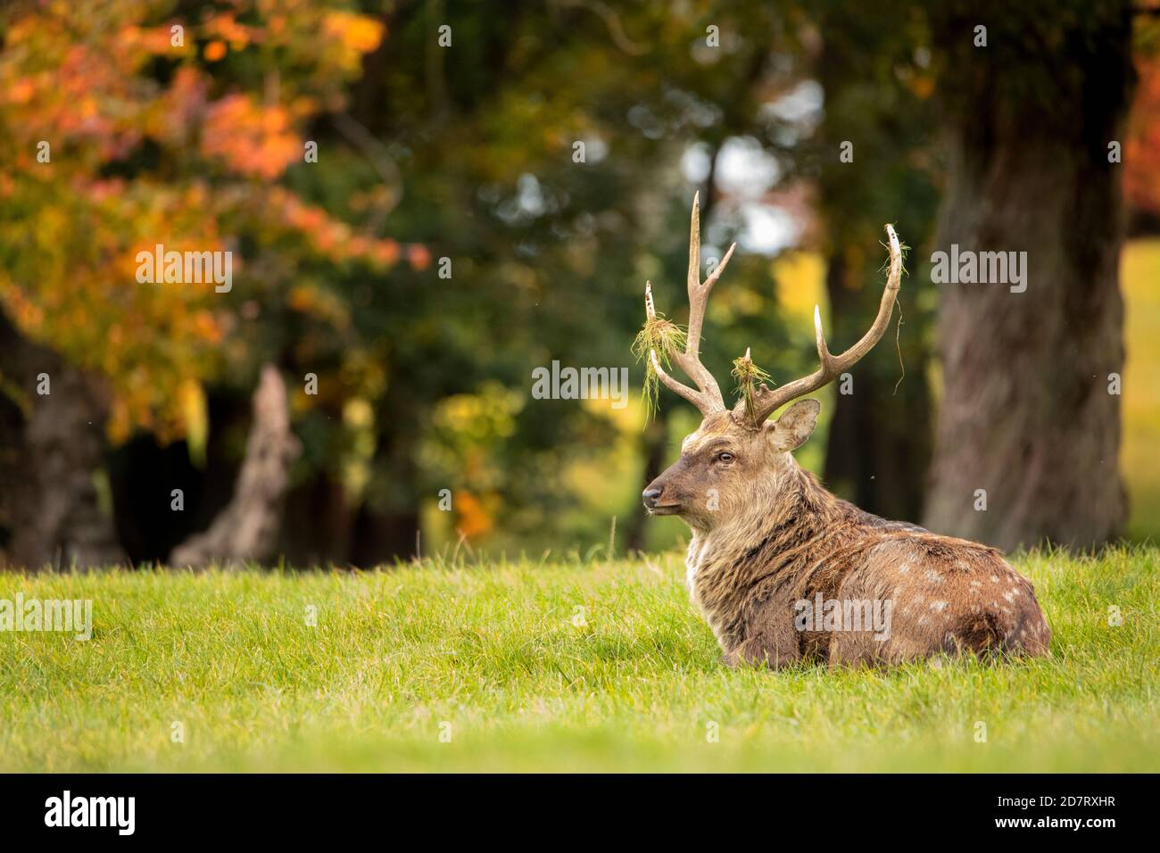 Manchurian Sika Hirsch, Hirsch, liegend in Parklandschaft, Herbst, 2020, Bedfordshire, UK Stockfoto