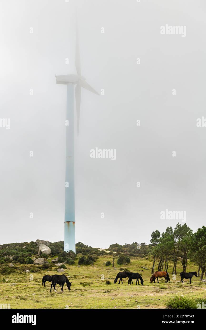 Team von Wildpferden, die an einem nebligen Tag Gras in Galicien fressen, mit einer großen Windturbine im Hintergrund. Stockfoto