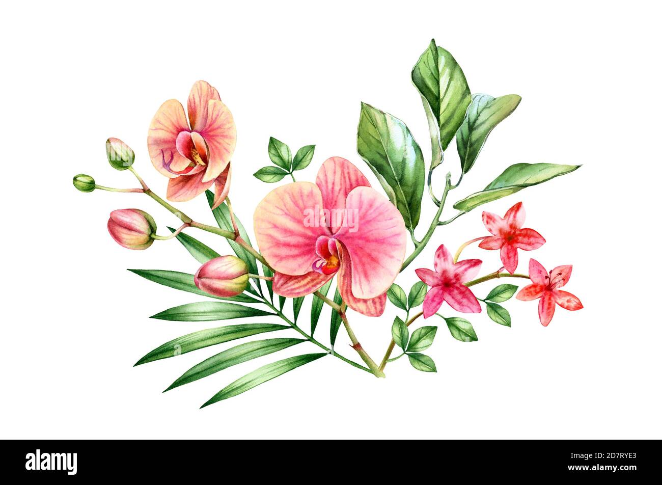 Aquarell Orchidee Bouquet. Blumenarrangement mit großen roten Blüten und Palmenblättern. Bunte exotische Pflanzen isoliert auf weiß. Botanisch von Hand gezeichnet Stockfoto