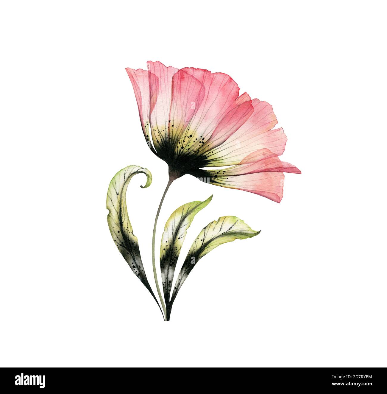 Aquarell-Rose. Rosa und schwarze Farbe. Transparente große Blume isoliert auf weiß. Handbemaltes Kunstwerk mit detaillierten Blütenblättern. Botanische Abbildung Stockfoto
