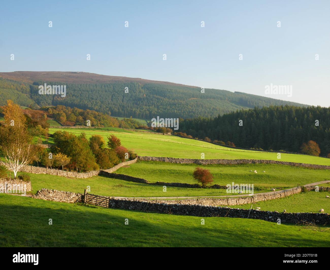 Schafe weiden in den Yorkshire Dales bei Appletreewick. Herbst. Stockfoto