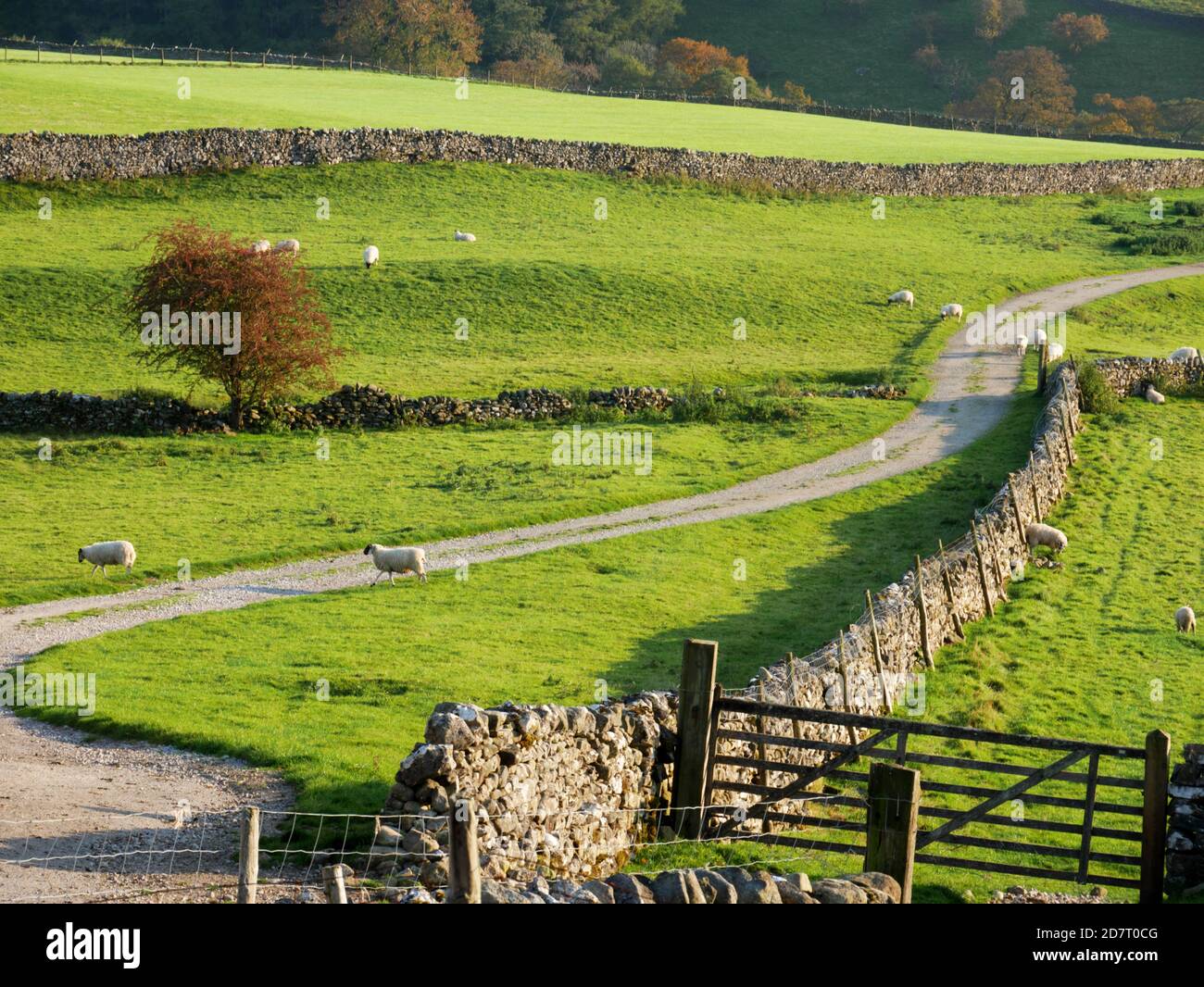 Schafe weiden in den Yorkshire Dales in der Nähe von Appletreewick, Wharfedale. Stockfoto