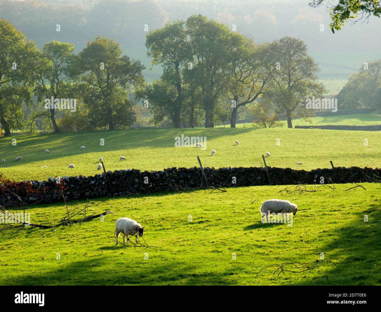 Schafe weiden in den Yorkshire Dales in der Nähe von Appletreewick, Wharfedale. Stockfoto
