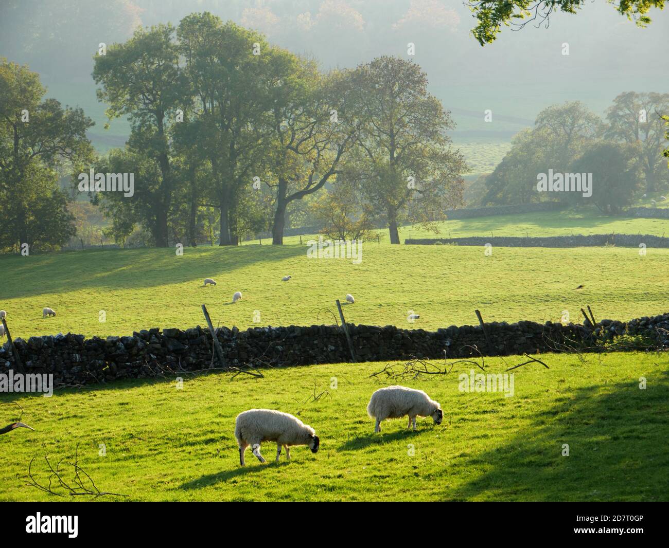 Schafe weiden in den Yorkshire Dales in der Nähe von Appletreewick, Wharfedale. Stockfoto