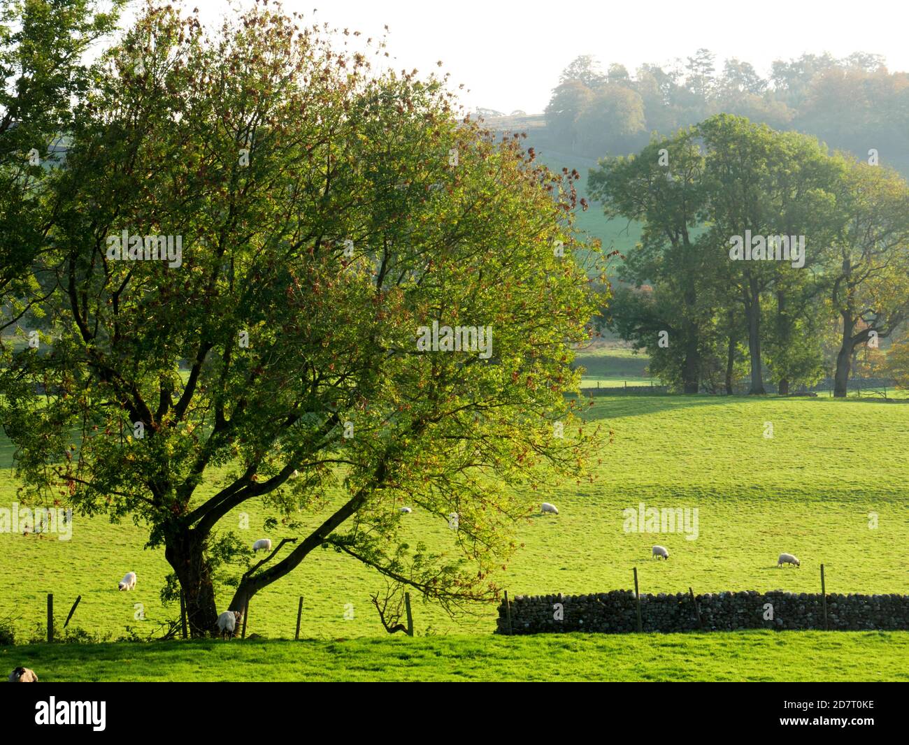 Schafe weiden in den Yorkshire Dales in der Nähe von Appletreewick, Wharfedale. Stockfoto