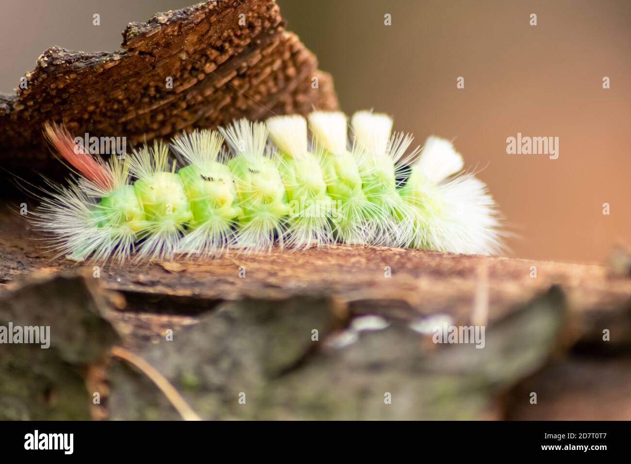 Große gelb behaarte Raupe mit buschig rotem Schwanz (Calliteara pudibunda) Versteckt sich unter Baumrinde mit langen giftigen Haaren und grün Farbe und Falken Stockfoto