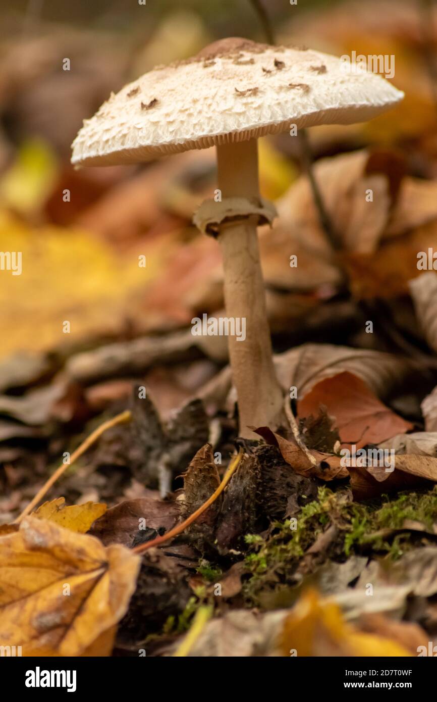 Große Pilze in einem Wald gefunden auf Pilze Tour in Herbst mit braunem Laub in Hintergrundbeleuchtung auf dem Boden in Pilze als köstlich würzen Stockfoto