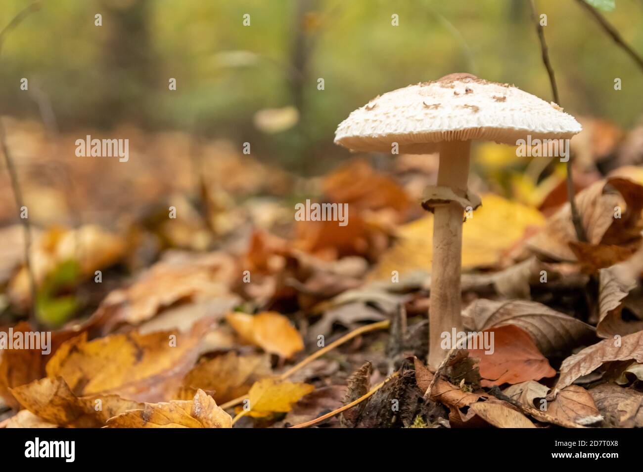 Große Pilze in einem Wald gefunden auf Pilze Tour in Herbst mit braunem Laub in Hintergrundbeleuchtung auf dem Boden in Pilze als köstlich würzen Stockfoto