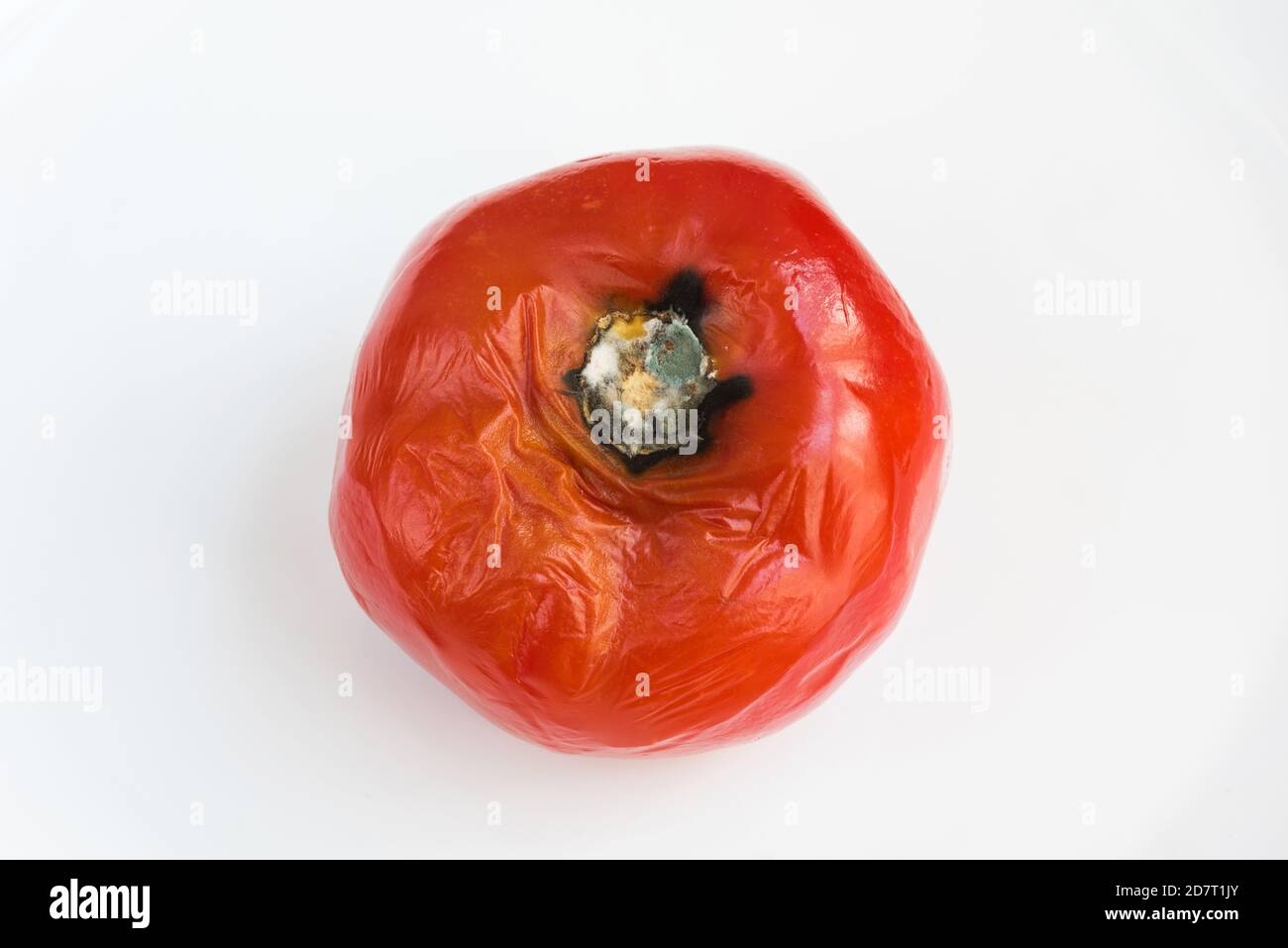 Verfaulte Tomate von Pilzen und Schimmel auf weißem Hintergrund verdorben. Ungeeignete Lagerung von Gemüse. Stockfoto