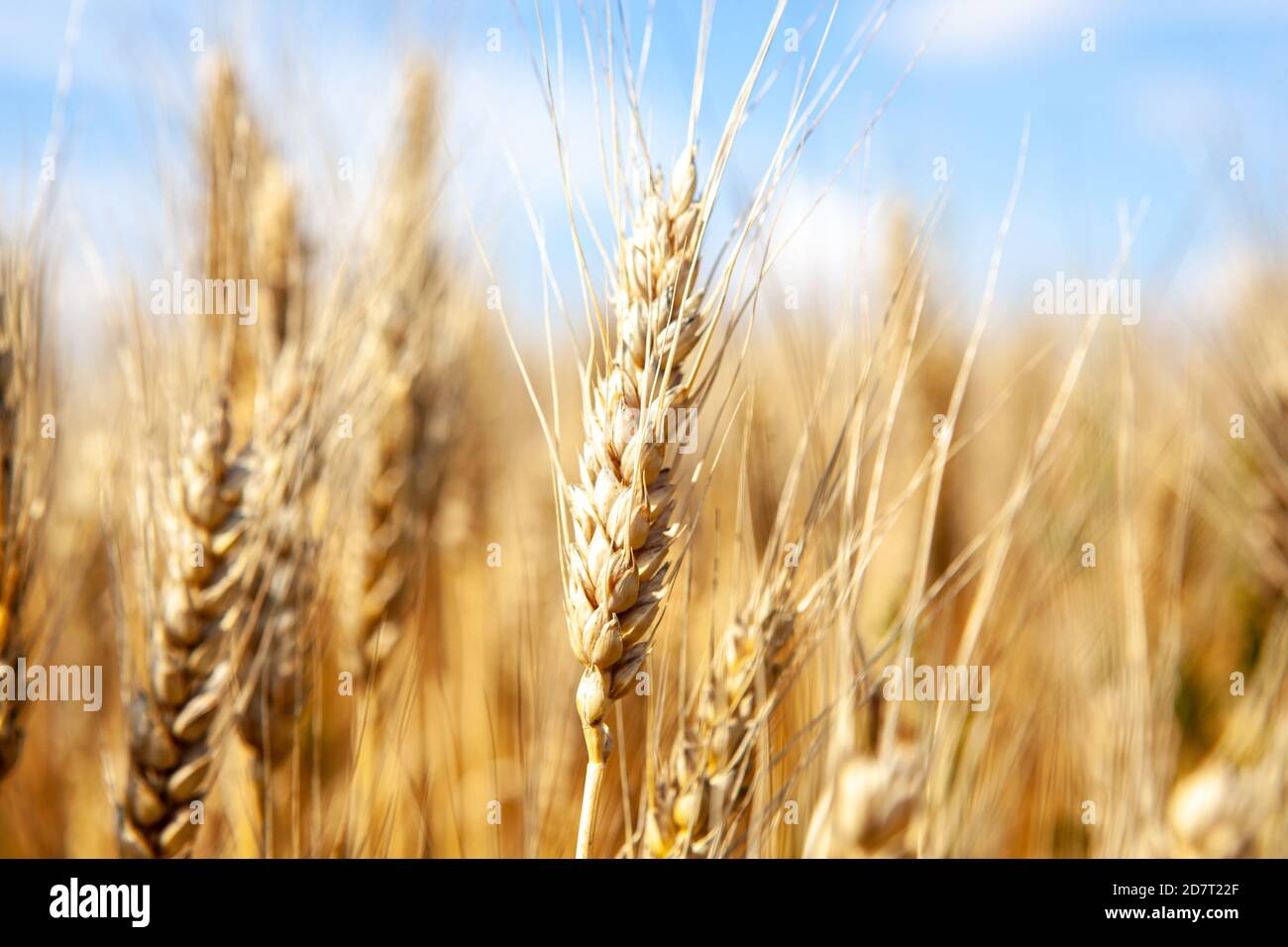 Gold Weizenfeld und blauer Himmel Stockfoto