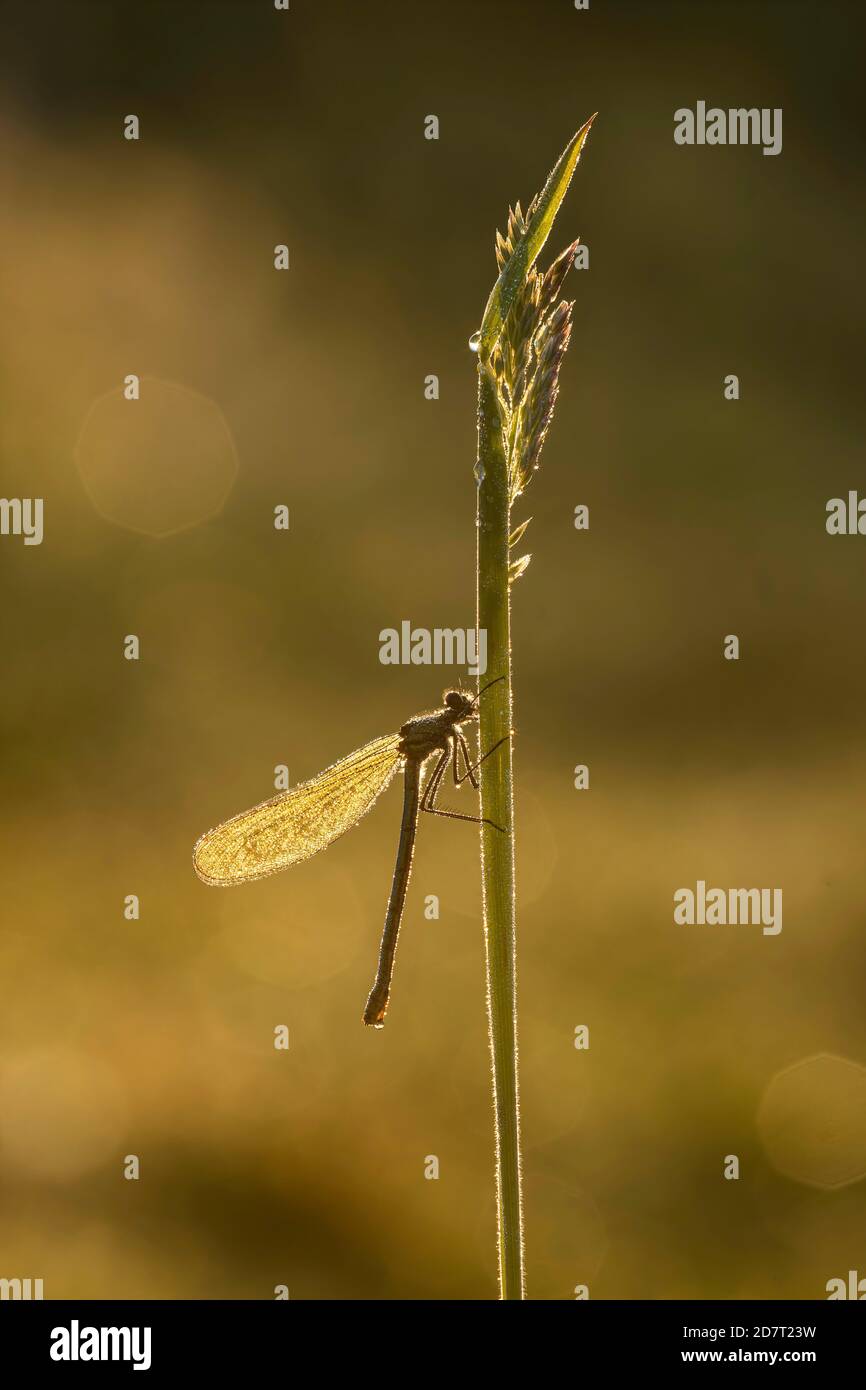 Schöne Demoiselle (Calopteryx virgo), weiblich, River Frome, Dorchester, Dorset, England, Großbritannien Stockfoto